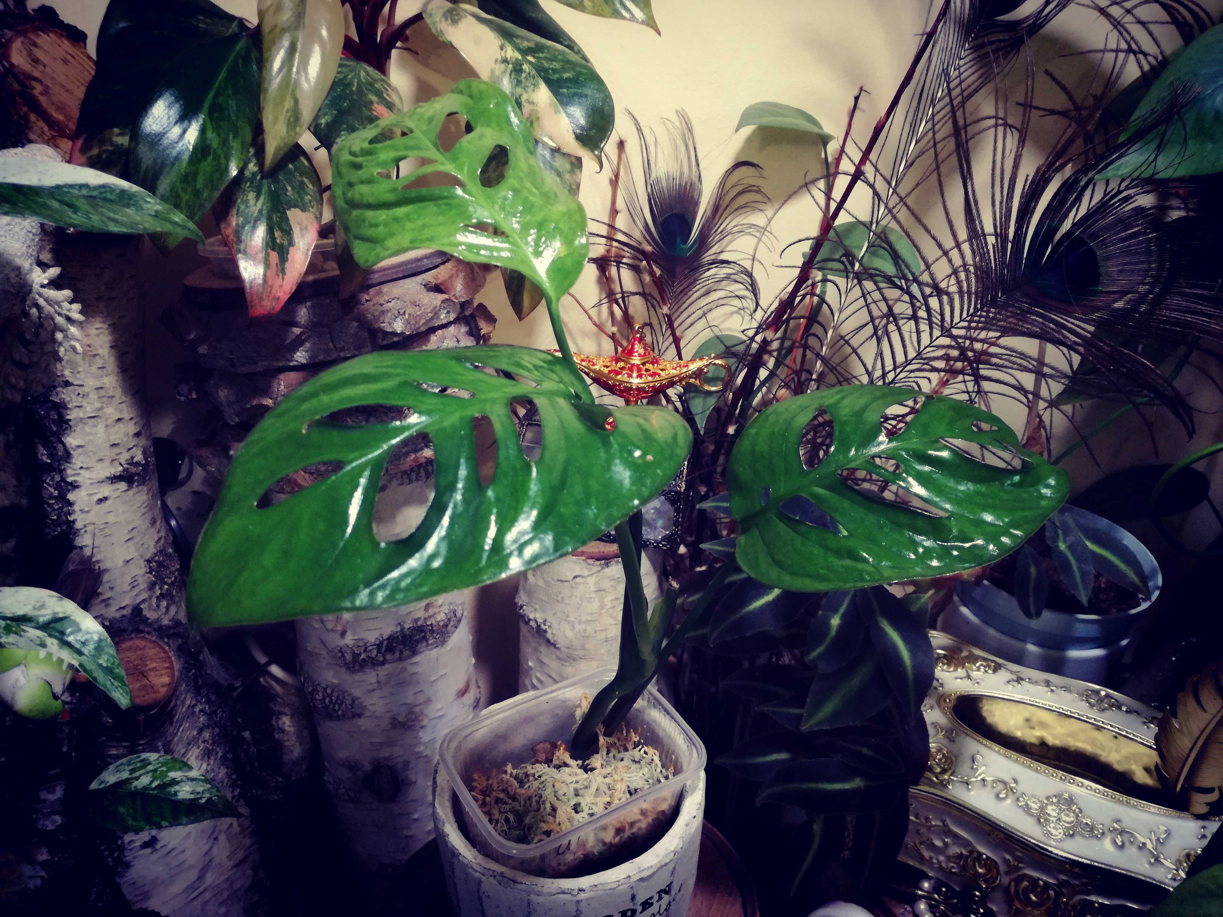 Monstera Esqueleto Epipremnoides REZERWACJA philodendron variegata