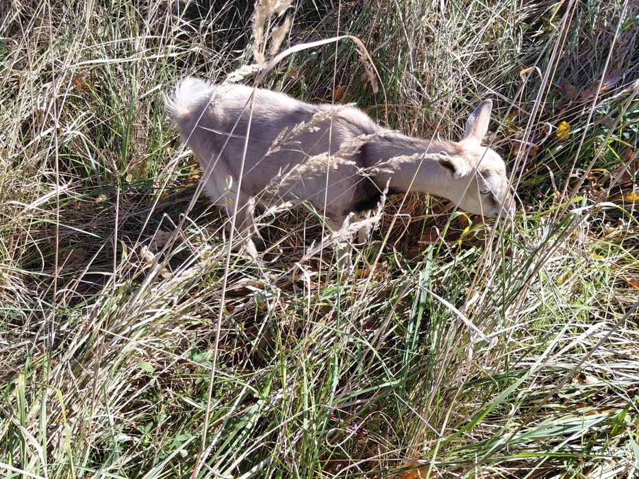 Cap capek kozioł koziołek ur. 23.07.2025