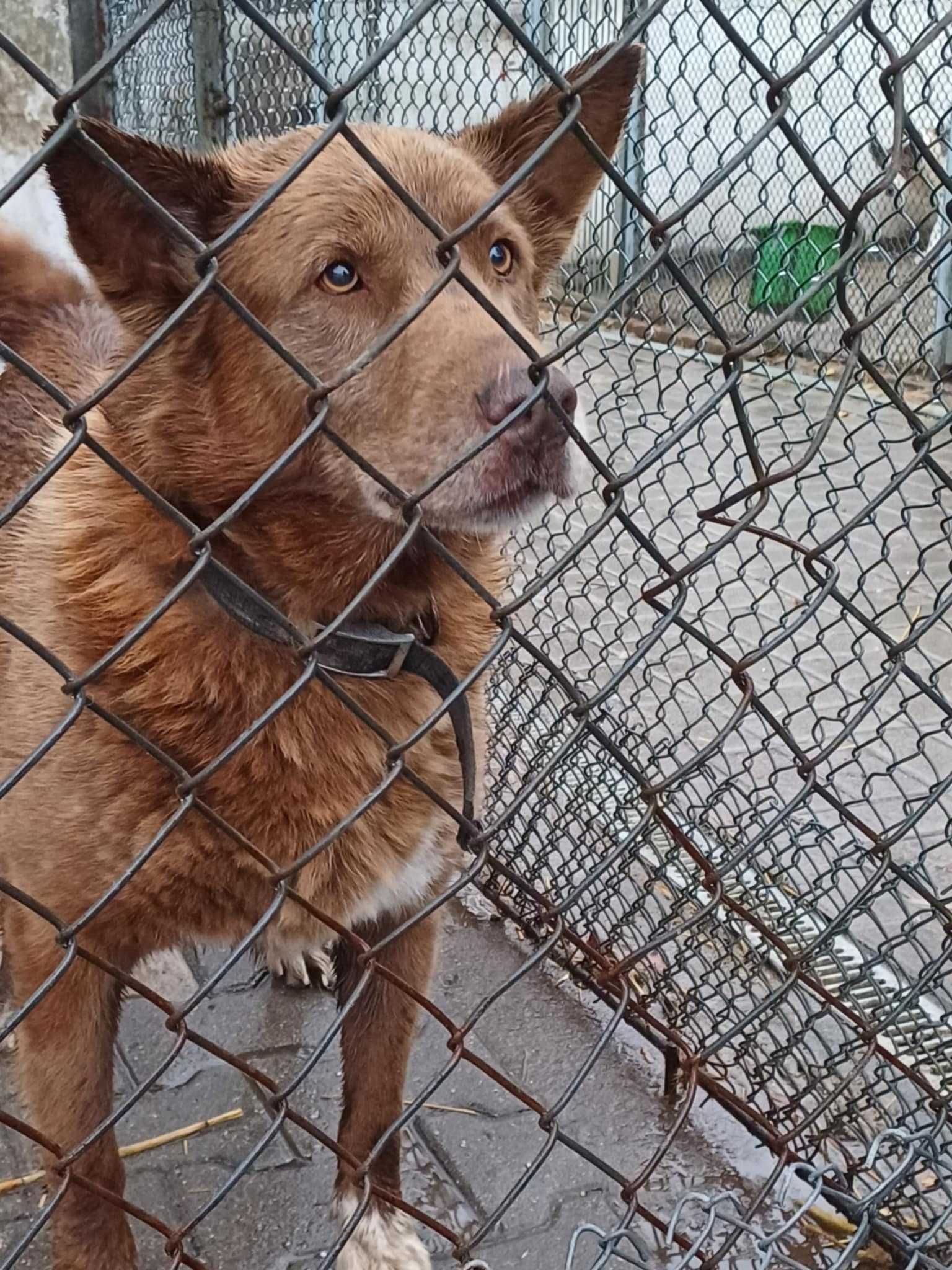 ZORA ok 7/8 let sunia -TO NIE CZAS NA UMIERANIE  Sylwia Wa