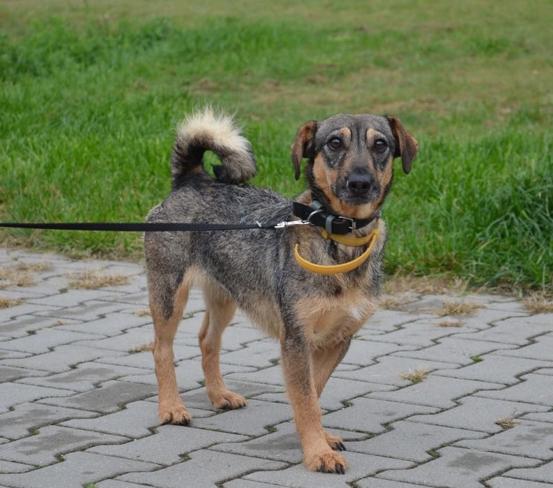 Młoda suczka do adopcji!