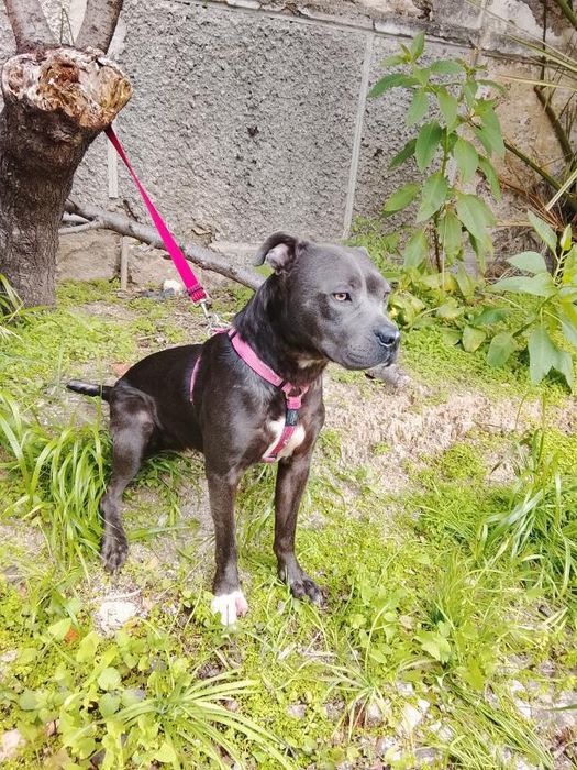 Pitbul fêmea 2 anos