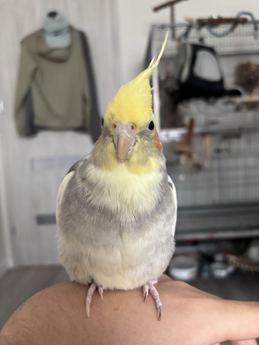 oddam nimfe oswojona