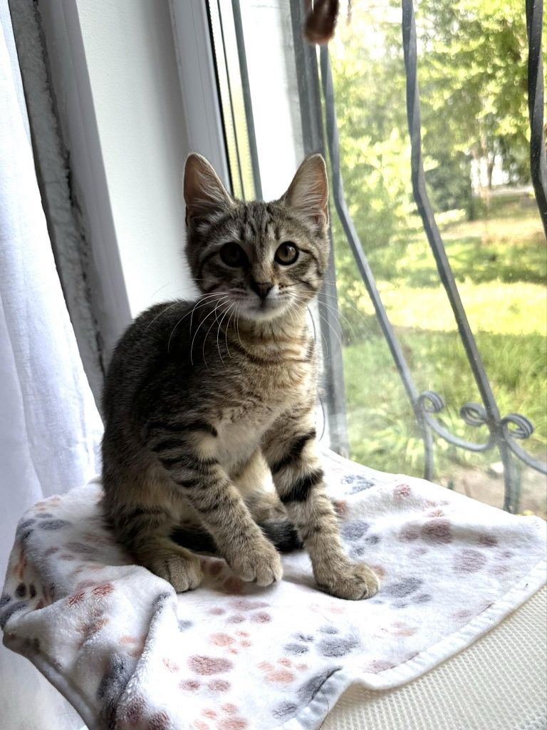 Полосатый котёнок мальчик ищет дом! Котята! Отдам в хорошие руки!