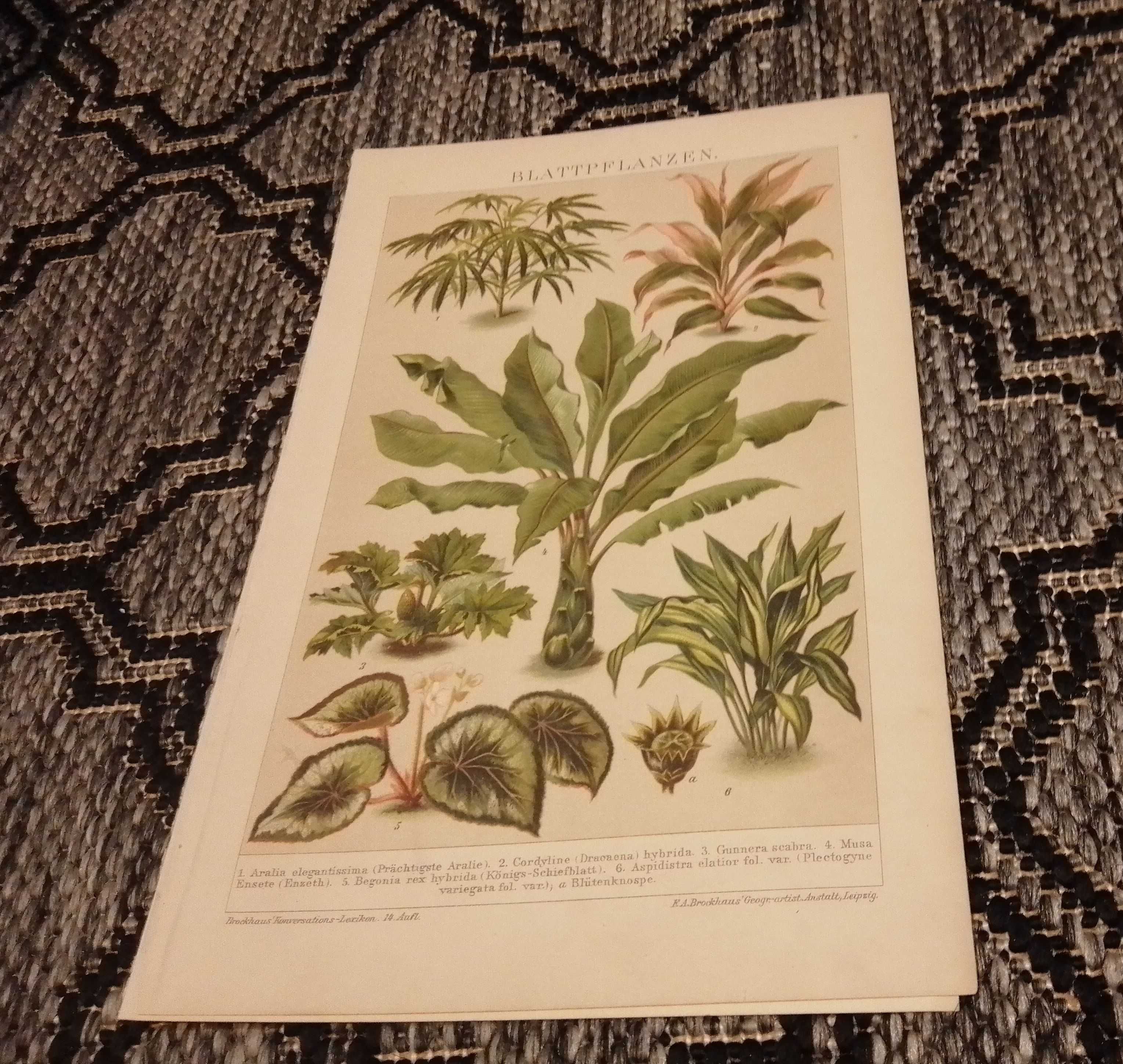 Zielnik - Kwiaty  oryginalne XIX w. grafiki do wystroju wnętrza