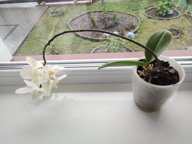 Орхідея квітка вазон