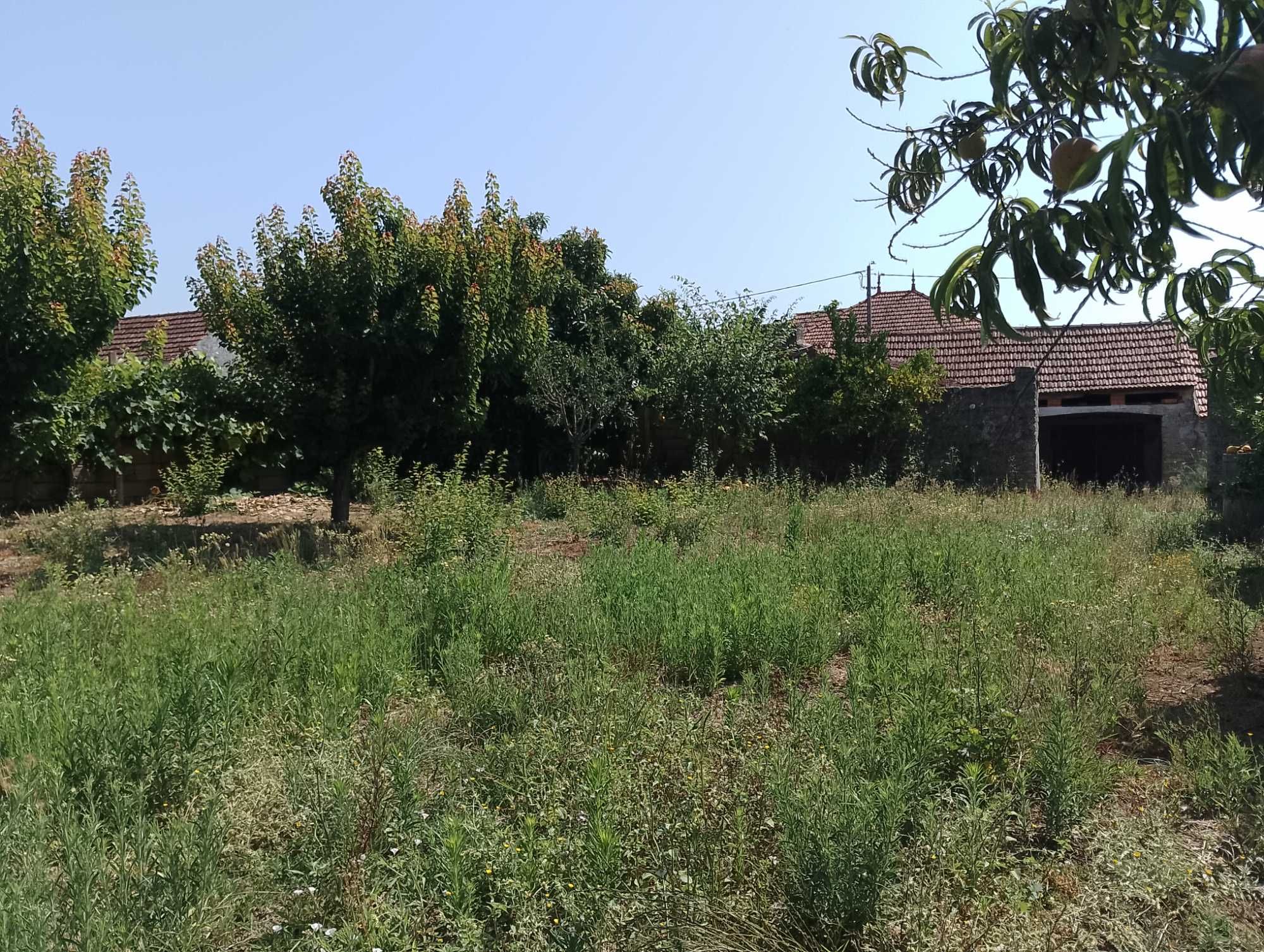 Casa antiga para reabilitar, pátio, lagar, currais, quintal arborizado