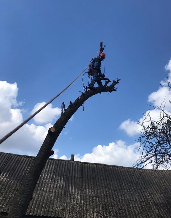 Спиляти дерево, Спилить дерево, Обрізка дерев, Розчистка території,