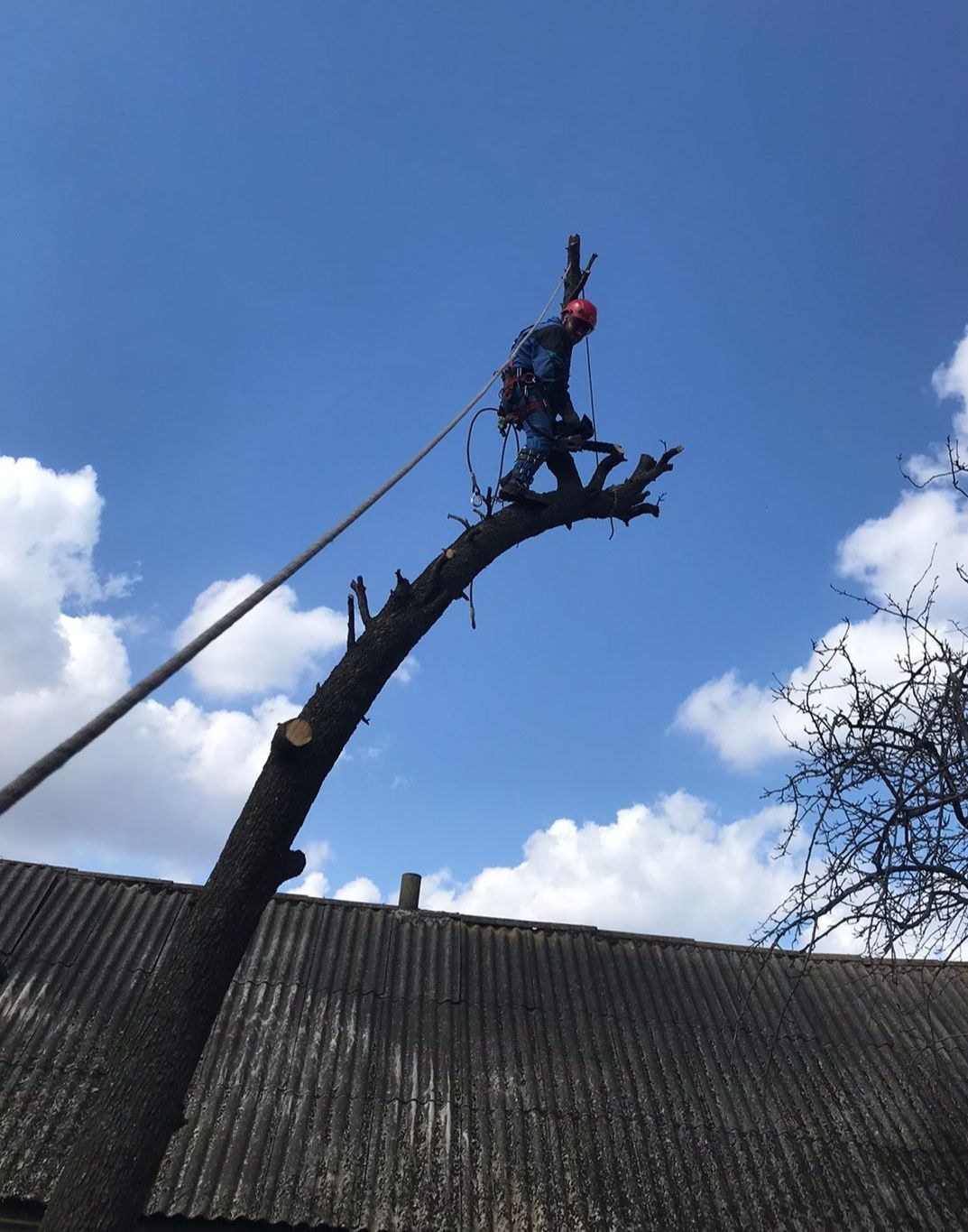 Спиляти дерево, Спилить дерево, Обрізка дерев, Розчистка території,