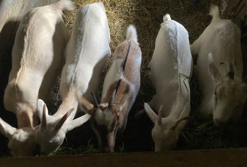 Козлятина. Мʼясо кози