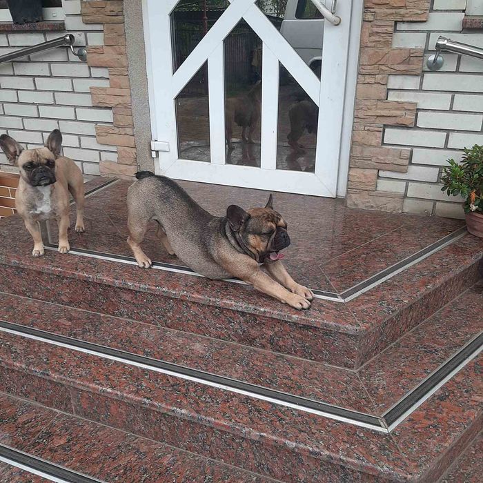 Французький бульдог в'язка