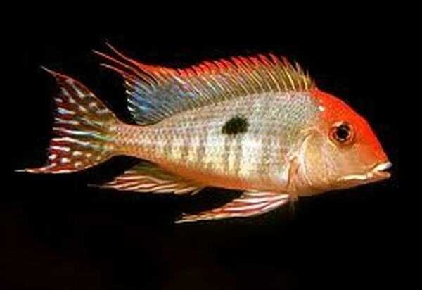 Ziemiojad RED HEAD TAPAJOS - Geophagus - dowóz, wysyłka