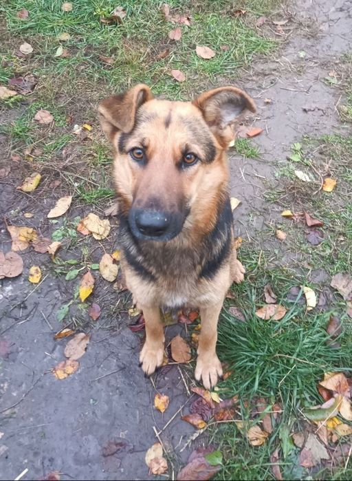 Німецька Вівчарка Дівчинка Напівкровка