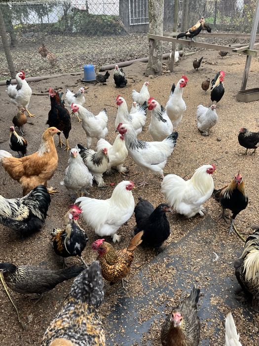 курі когути кохінхіни бімтамки