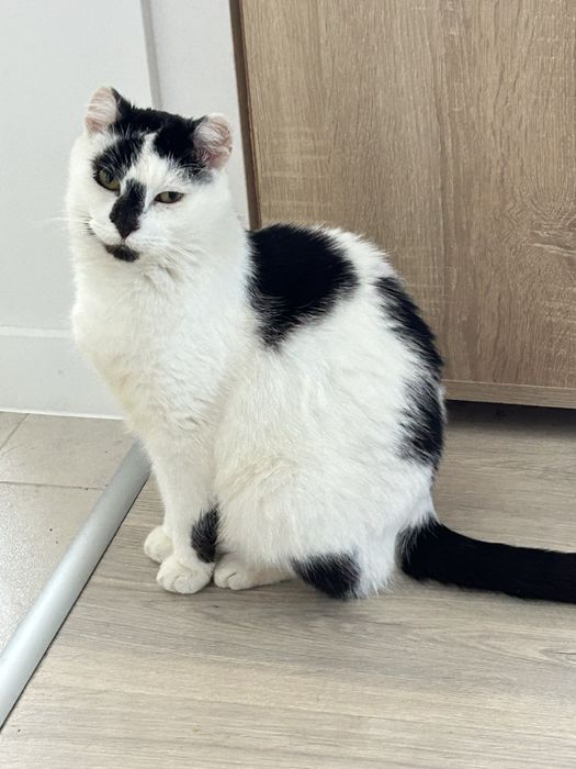 Marcel - poleca się do adopcji