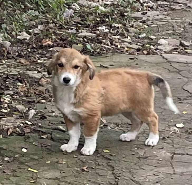 Отдам даром в добрые руки щенка метис корги