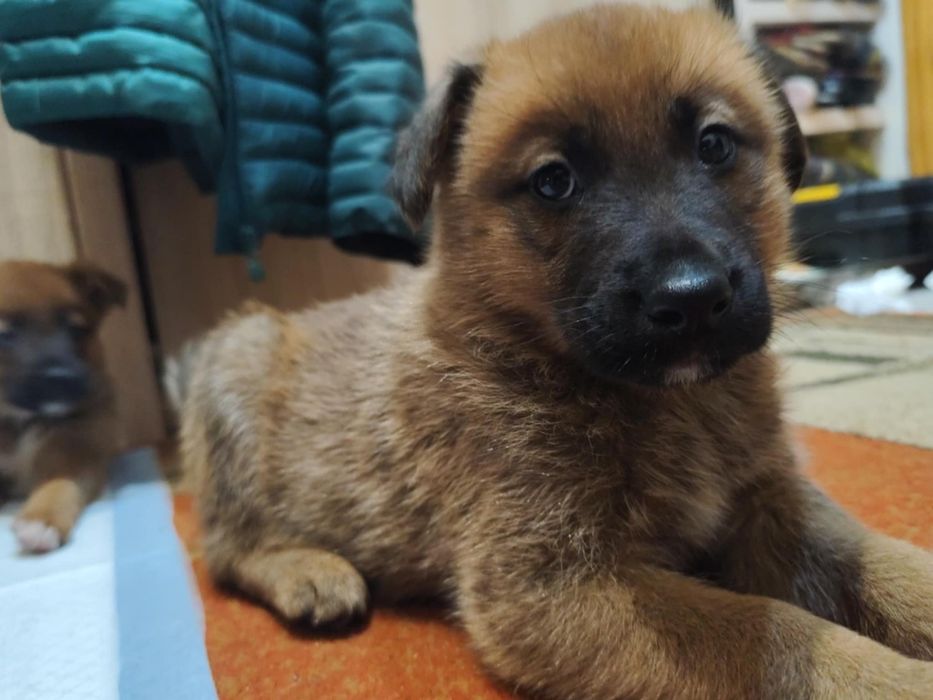 Oddam pieski do dobrych domów