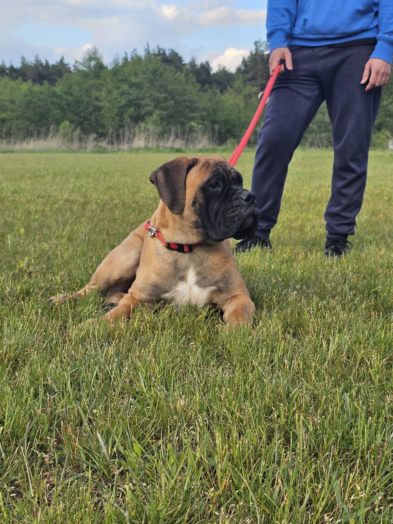 Bullmastiff nie rottweiler corso szczeniak ur. 3.12.24r doskonałe skoj