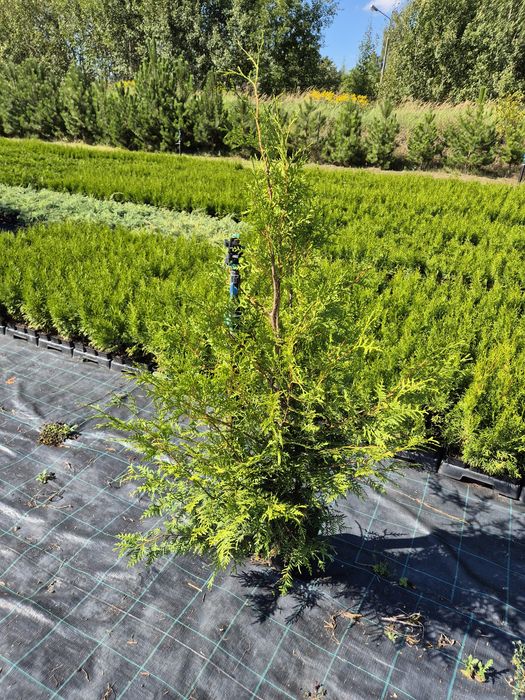 Thuja Brabant 140cm tuja hurt-detal paszport