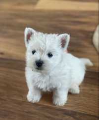 West Highland White Terrier Szczeniak