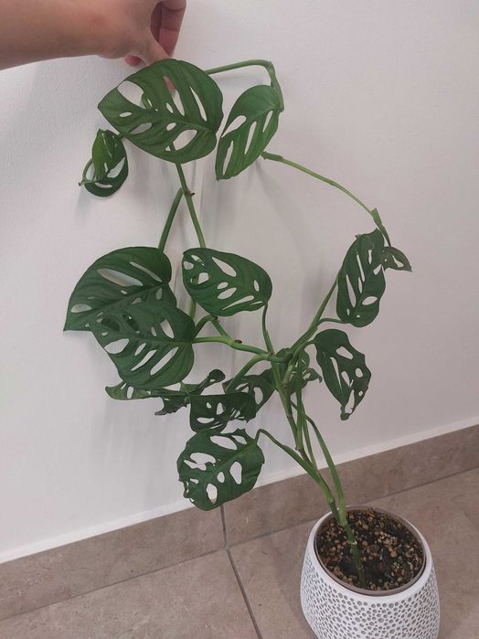 Monstera monkey mask