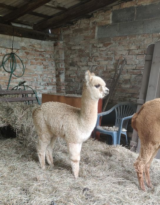 Samica alpaki Blanka