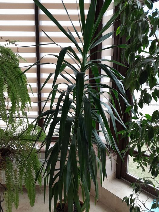 Юка- чудова неприхотлива кімнатна рослина, 180 см