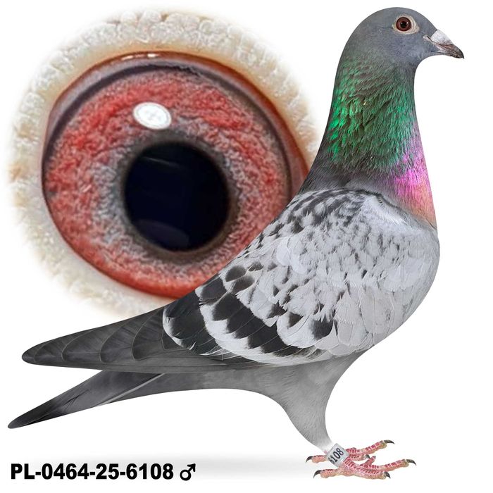 Gołębie pocztowe po Oryg. Hans Hirn Leo Heremans Vandenabeele rodowód