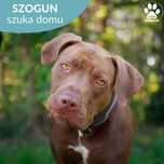 Szogun szuka domu!