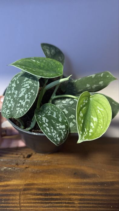 Сциндапсус, епіпремнум, філодендрон Сільвер Енн, ліана кімнатна рос