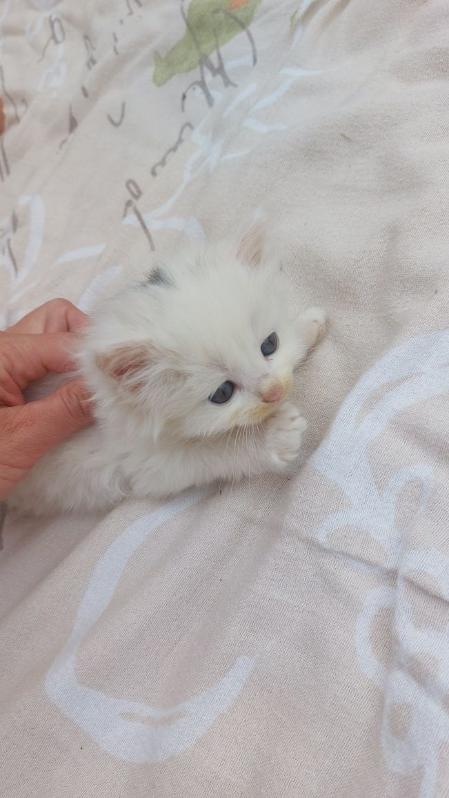 Котик, котеня, кошеня, киця