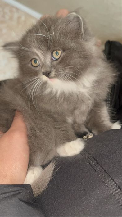 Віддам котиків безкоштовно:)