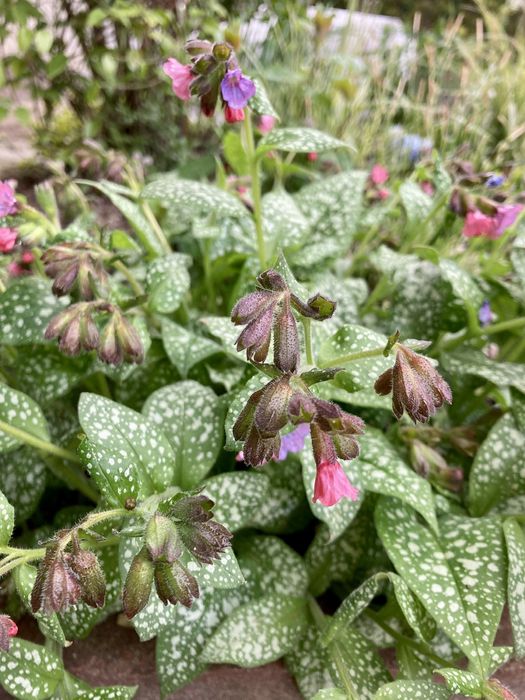 Hosty żurawki piękne okazy