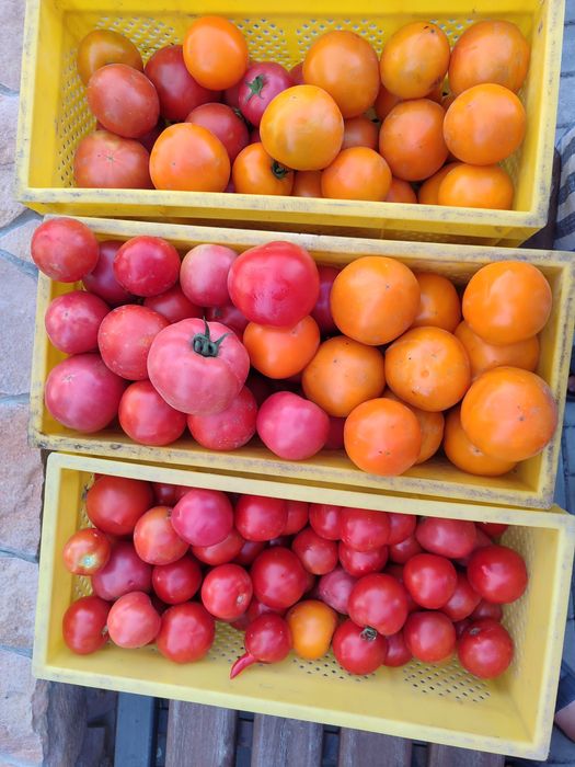 Домашні помідори