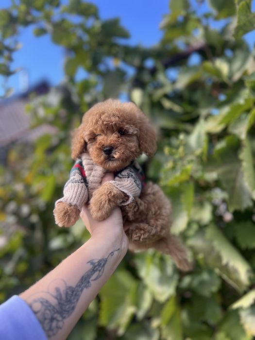 Мальтіпу хлопчик міні