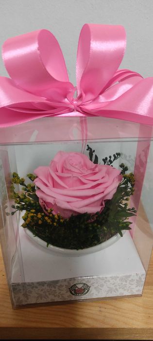 Róża wieczna w kolorze różowym