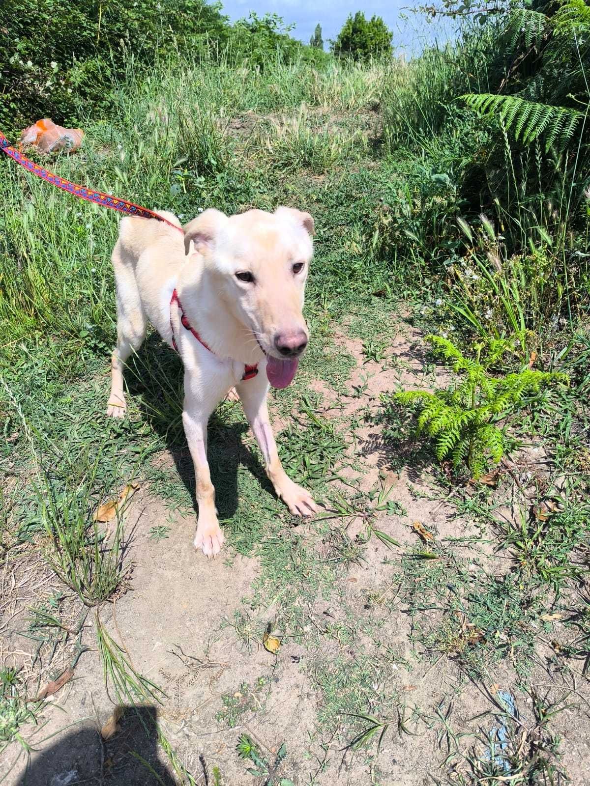 Cão Macho para adoção responsável