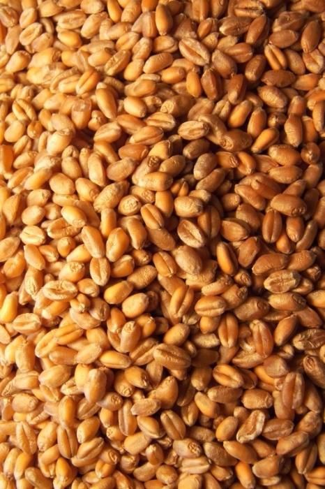 Pszenica ładna 25kg najładniejsza od lat!!!