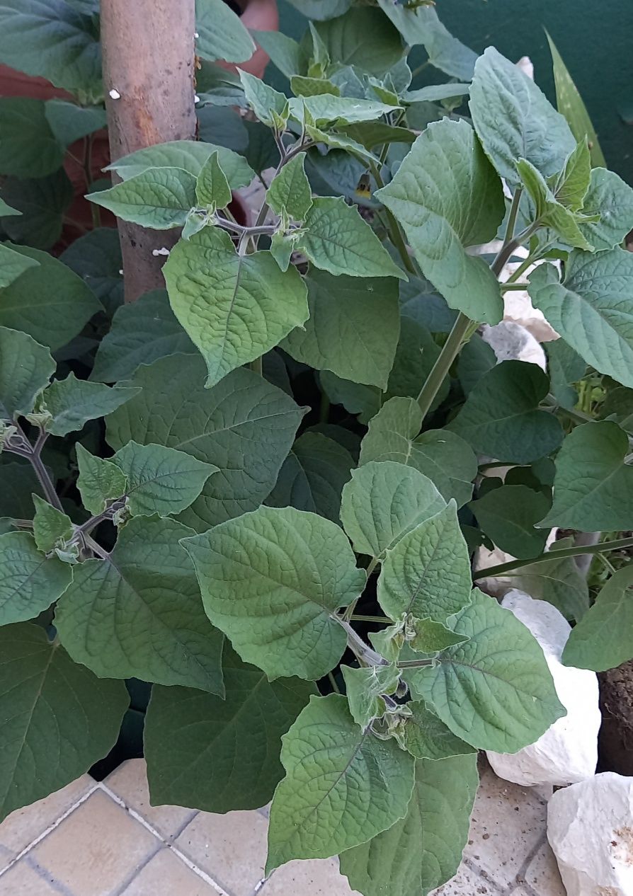 Physalis (pés)/ Physalis