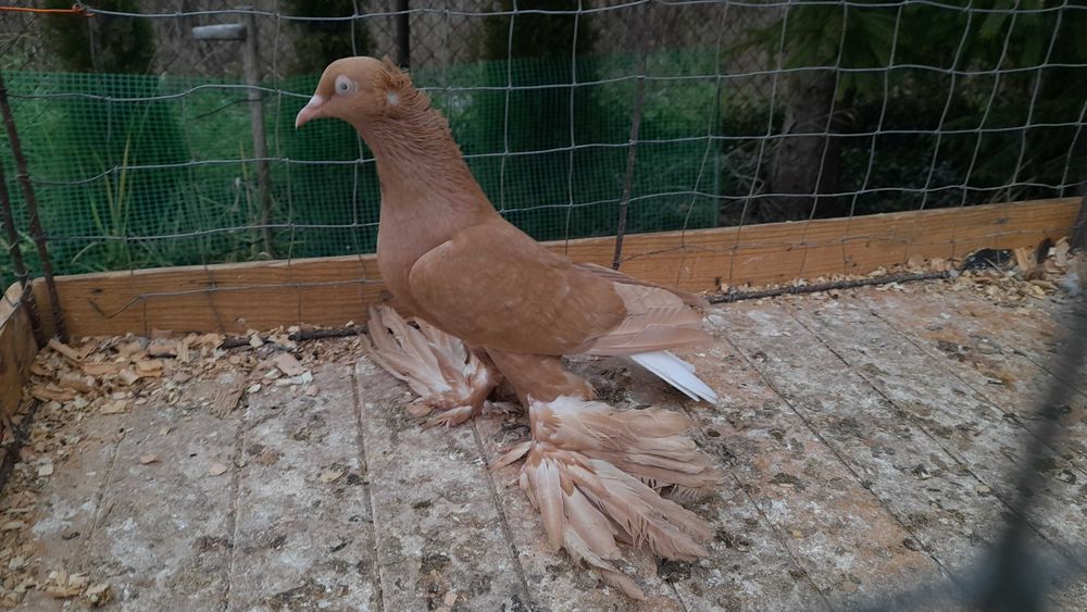 Wyszwanc żółty - gołębie ozdobne