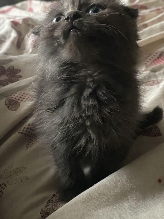 Продаються котенята