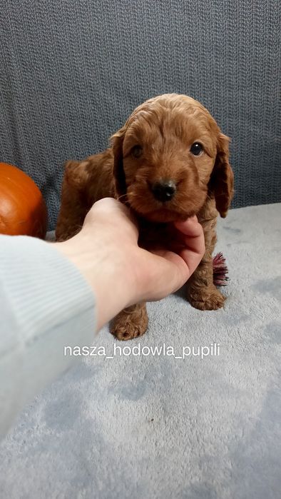 Cockapoo śliczny piesek