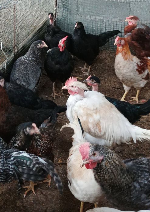 Sprzedam tegoroczne koguty