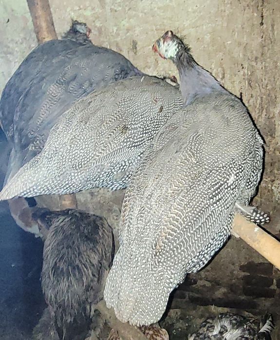 Perliki, młode perliczki