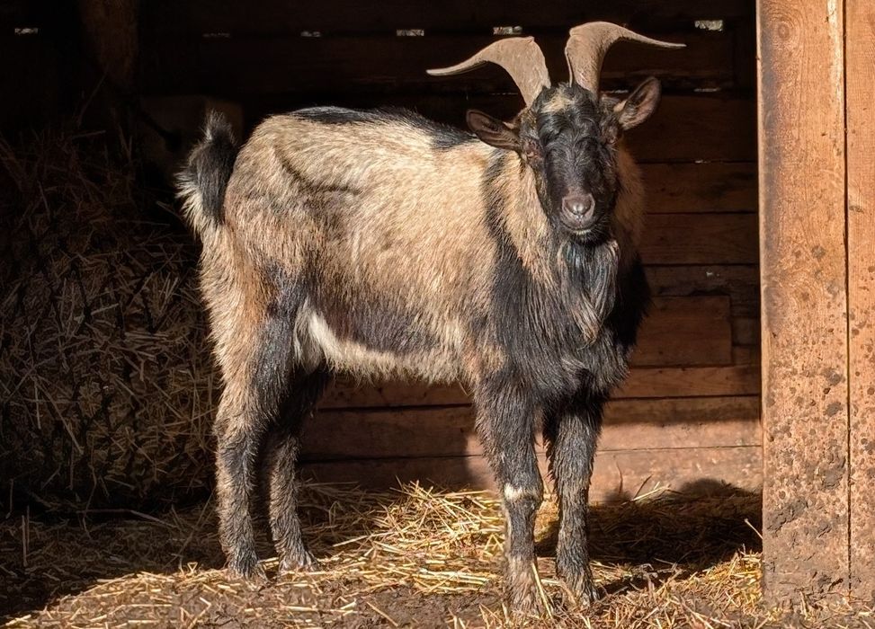 Sprzedam kozła 1,5 roku - 50% anglonubijskiego