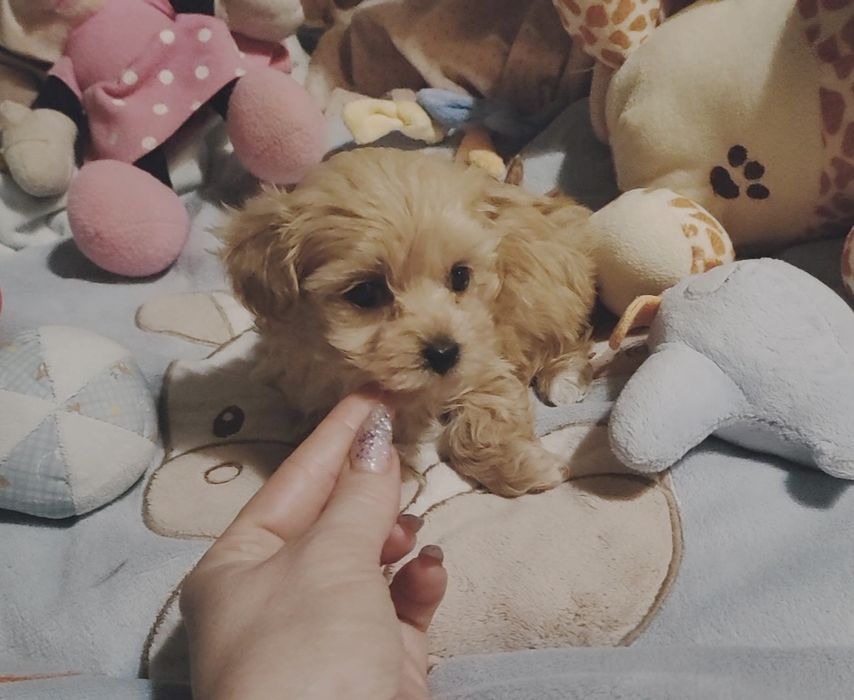 Maltipoo maleńki piesek xs