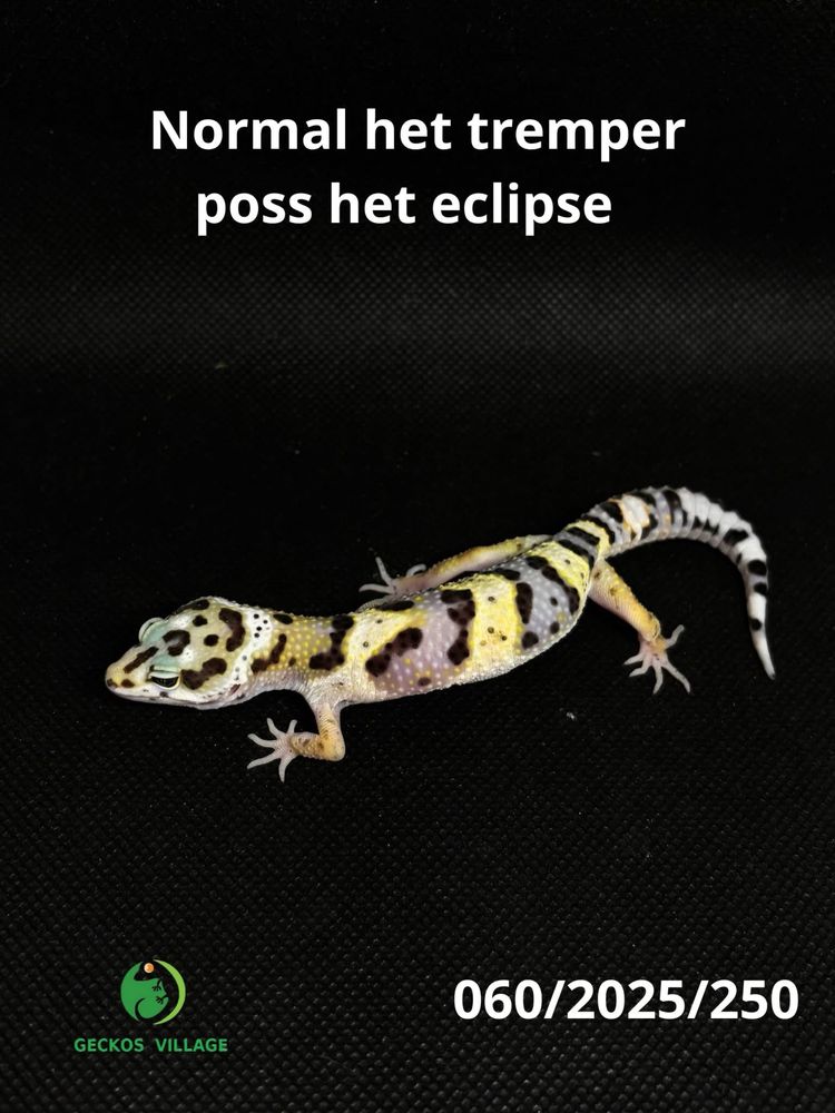 Gekony lamparcie 2025 - określone odmiany barwne!
