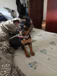 Menina pinscher bebé