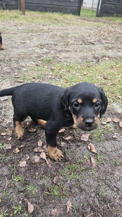 Продам цуценят Спанієль