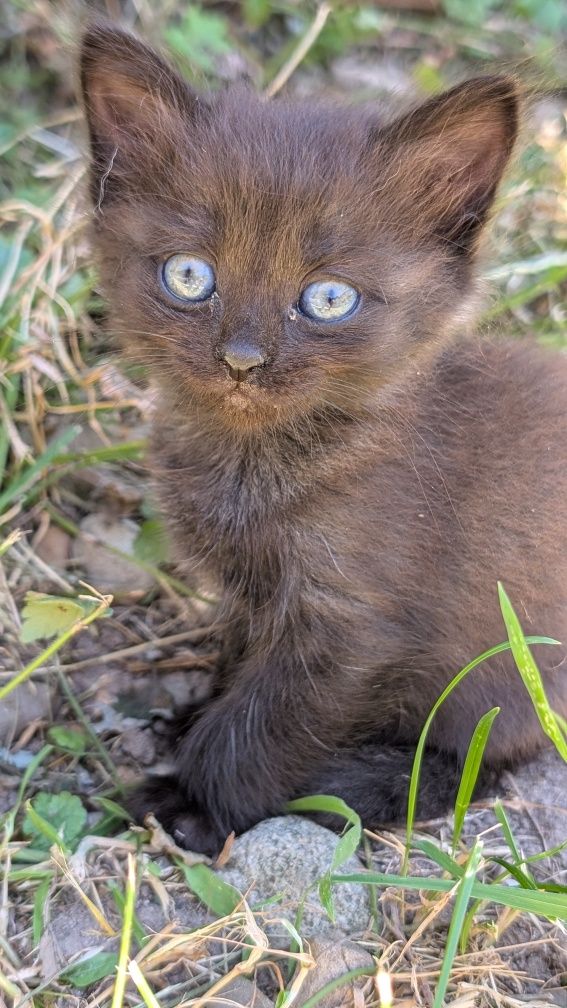 Котята ,кіт , котик