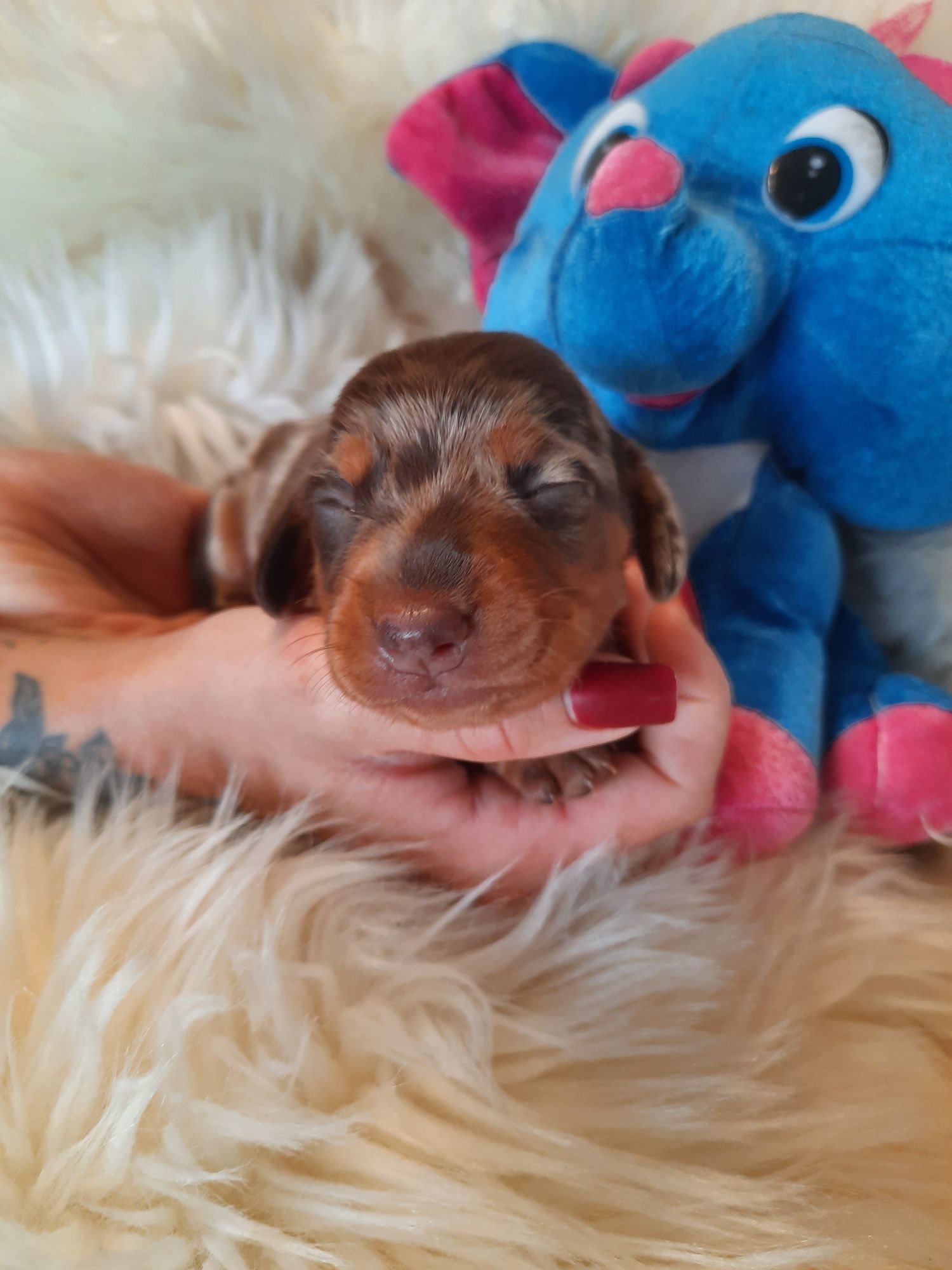 **Jamnik miniaturowy **piesek choco merle do rezerwacji
